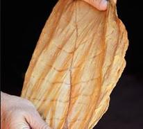 Connecticut Shade Leaf